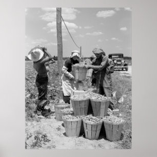 Póster Recogedores de hilo en Maryland: 1937