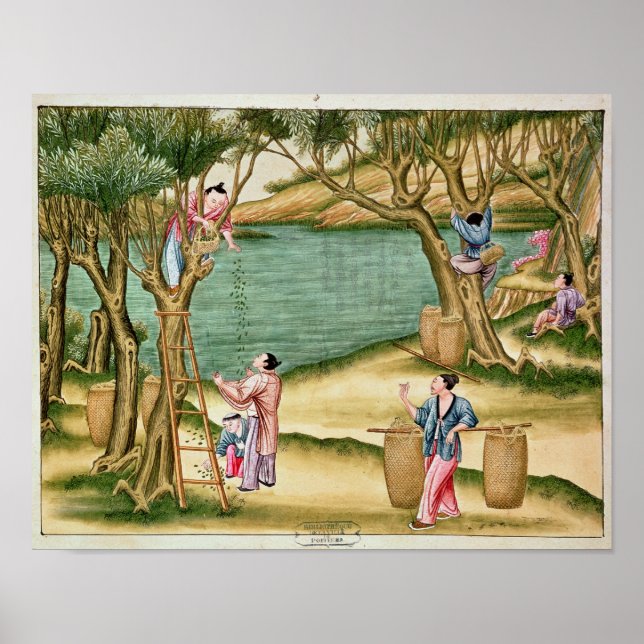 Póster Recolección de moras (Frente)