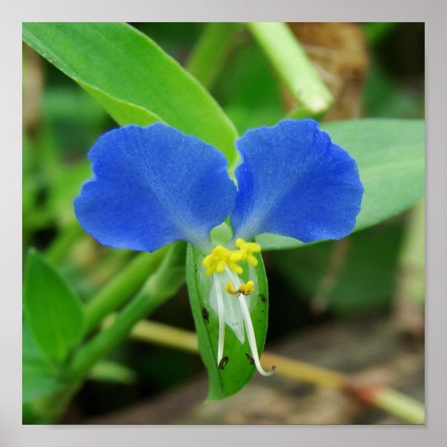 Póster Recorte cuadrado de flor azul de bonito (Frente)