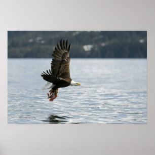Póster Recuperación de peces de águila calva