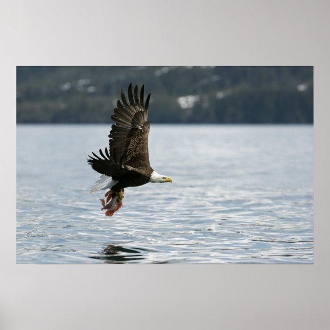Póster Recuperación de peces de águila calva (Frente)