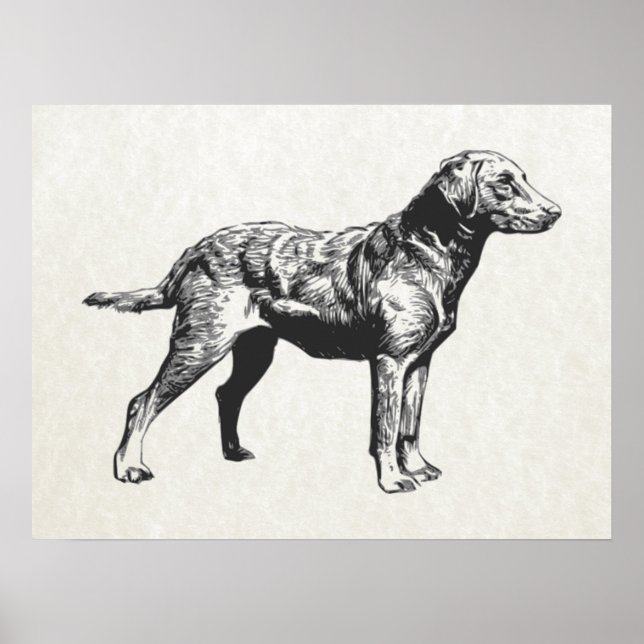 Póster recuperador de bahía de chesapeake (Frente)