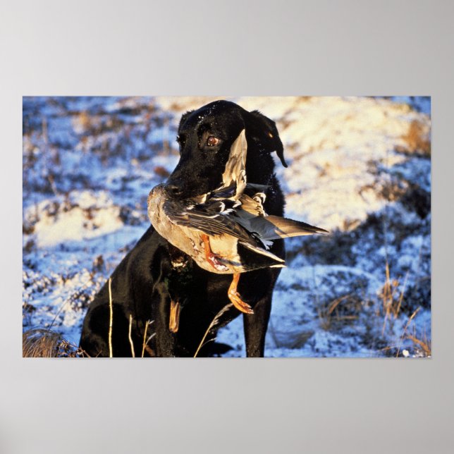 Póster Recuperador de Labrador con Drake Mallard (Frente)