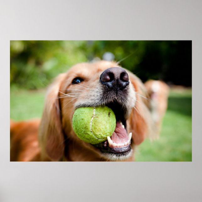 Póster Recuperador de oro con bolas de tenis (Frente)
