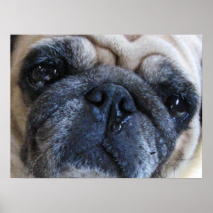Póster Recupérate pronto pug enfermo perro