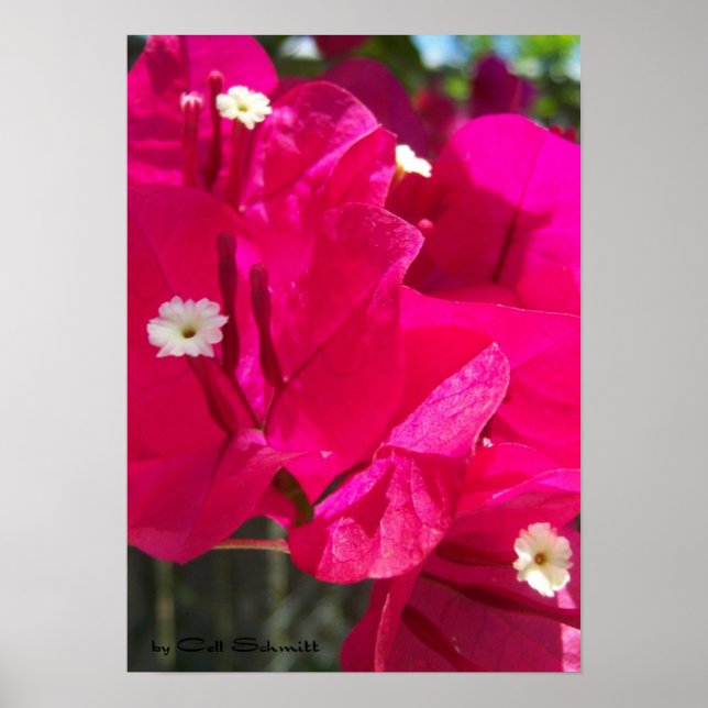 Póster Red003 (Frente)