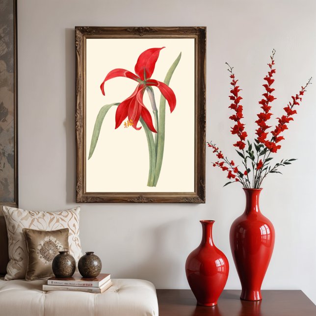 Póster Red Amaryllis, ilustracion botánico vintage (Subido por el creador)