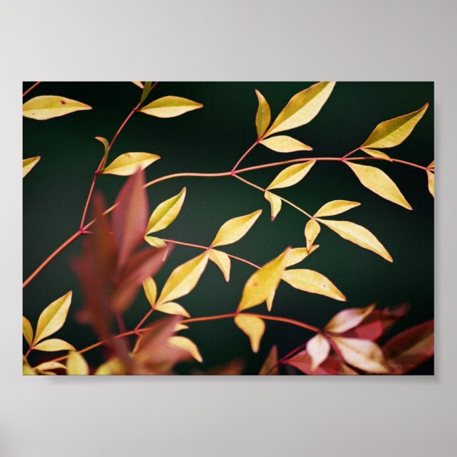 Póster Red and Gold Print (Frente)