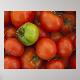 Póster Red and Green Tomatoes with a for Sale Sign