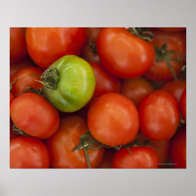 Póster Red and Green Tomatoes with a for Sale Sign (Frente)