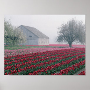 Póster Red and pink tulips greet the day on a misty