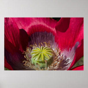 Póster Red and Purple Poppy Poster