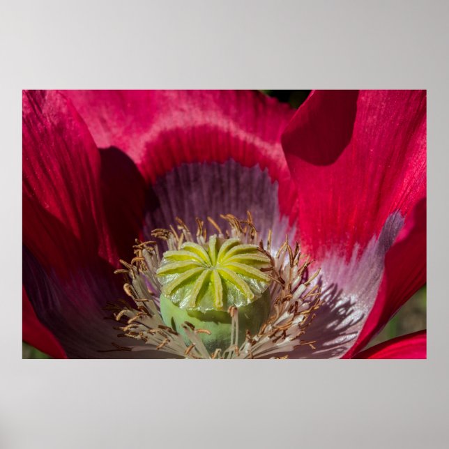 Póster Red and Purple Poppy Poster (Frente)