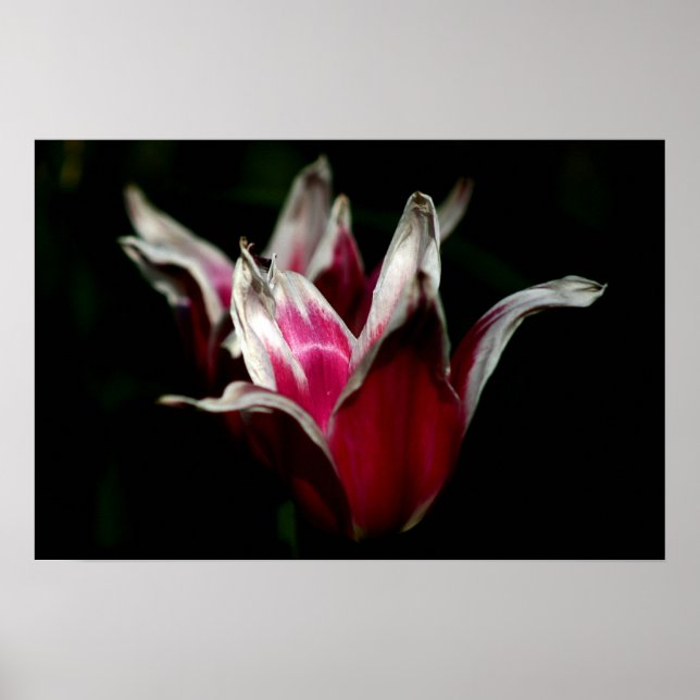 Póster Red and White on Black (Frente)