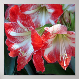 Póster Red and White Stripe Amaryllis poster