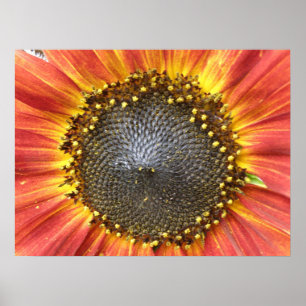 Póster Red and Yellow Sunflower Print