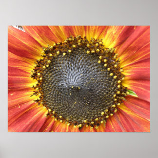 Póster Red and Yellow Sunflower Print