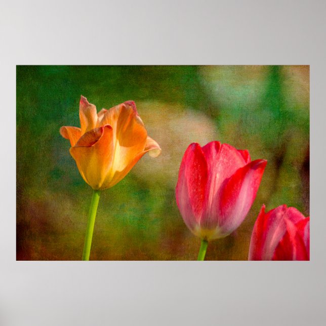 Póster Red and yellow tulips on textured background (Frente)