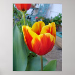 Póster Red and Yelow Tulip Floral Flowers Photo Poster<br><div class="desc">Red and Yellow Tulip Art floral Watercolor Poster. A glorious poster to compliment any decor. Designed from my original watercolor paintings,  that I painted from my own flower garden.</div>