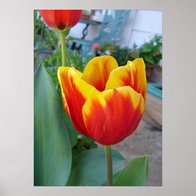 Póster Red and Yelow Tulip Floral Flowers Photo Poster (Frente)