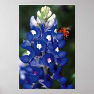 Póster red azul con abeja