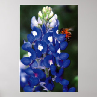 Póster red azul con abeja