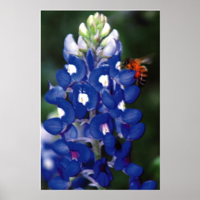 Póster red azul con abeja (Frente)
