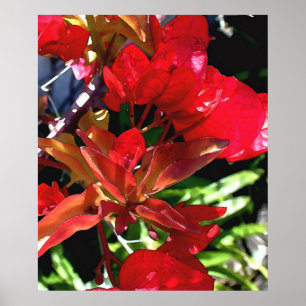 Póster Red Bouganvilla