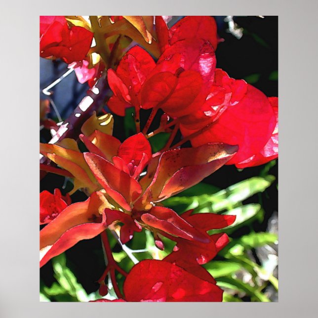 Póster Red Bouganvilla (Frente)