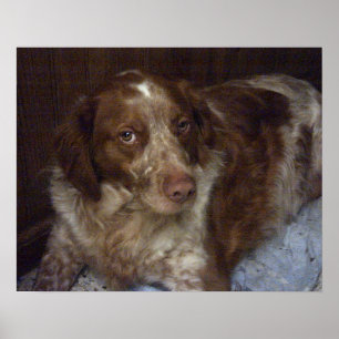 Póster Red Brittany spangel perro épagneul breton roux