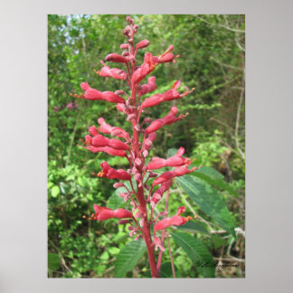 Póster Red Buckeye