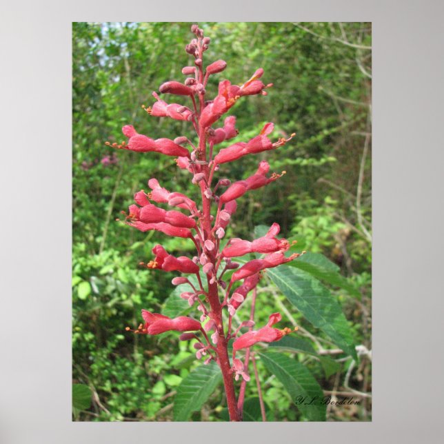 Póster Red Buckeye (Frente)