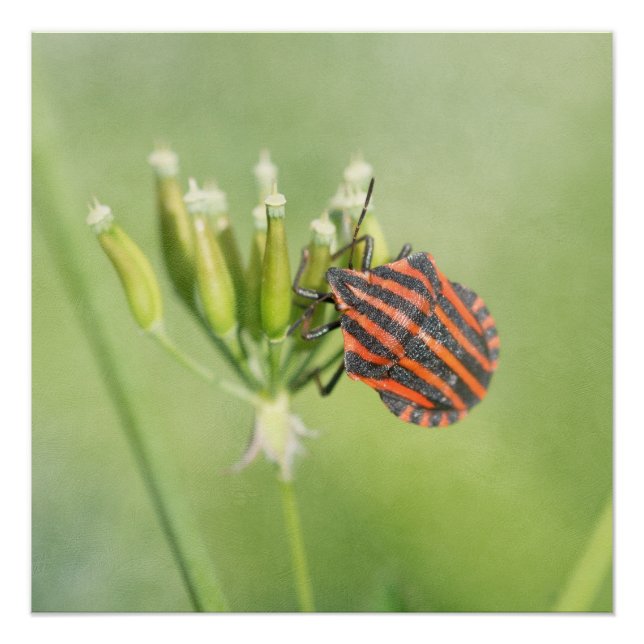 Póster Red Bug - Una botella más no duele (Anverso)