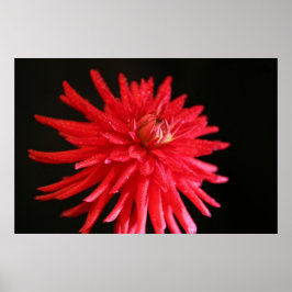 Póster Red Cactus Dahlia