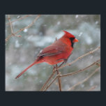 Póster Red cardinal in Winter<br><div class="desc">Magical winter scene with a red cardinal perched on a branch while snow falls all around.</div>