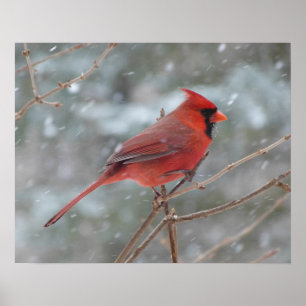 Póster Red cardinal in Winter