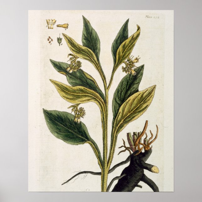 Póster Red Chilli (colour engraving) (Frente)