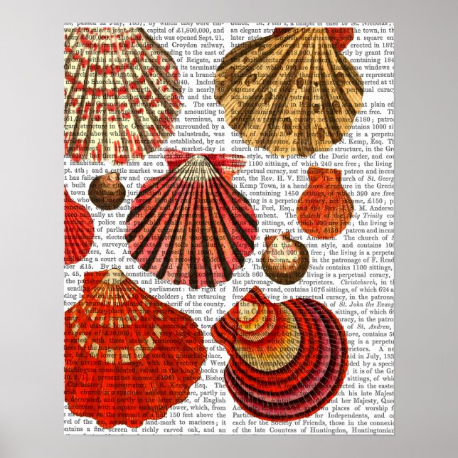 Póster Red Clam Shells (Frente)