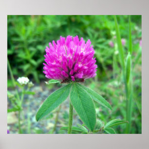 Póster Red Clover Blossom 3 Poster