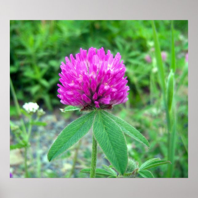 Póster Red Clover Blossom 3 Poster (Frente)