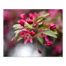 Red Crab Apple Flowers Poster