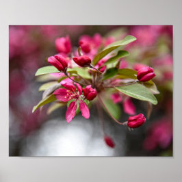 Póster Red Crab Apple Flowers Poster