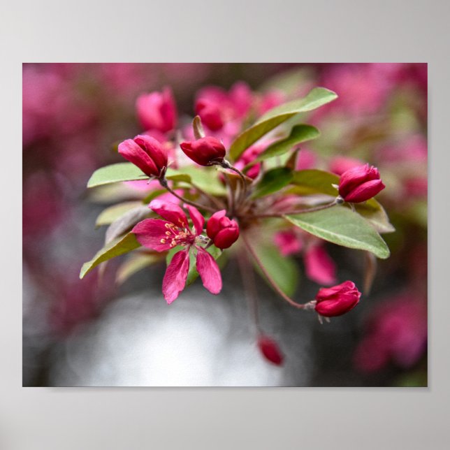 Póster Red Crab Apple Flowers Poster (Frente)