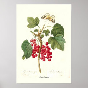 Póster Red Currant