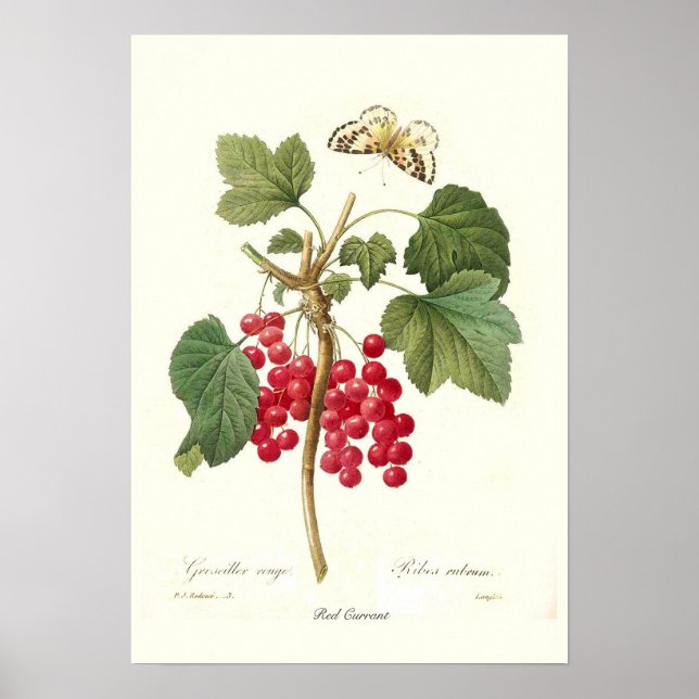Póster Red Currant (Frente)