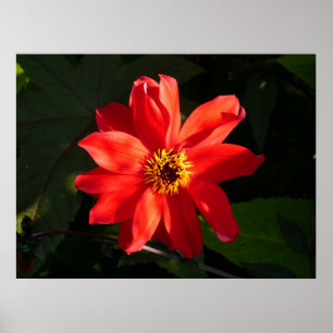 Póster Red Dahlia (Obispo de Llandaff)