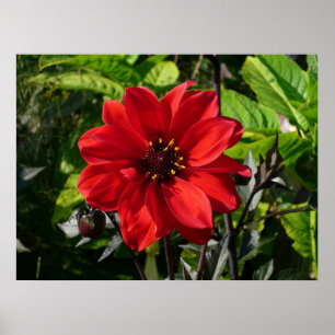 Póster Red Dahlia (Obispo de Llandaff) II