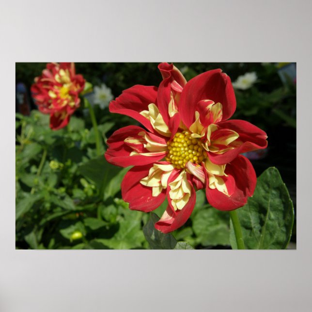 Póster Red Dahlias (Frente)