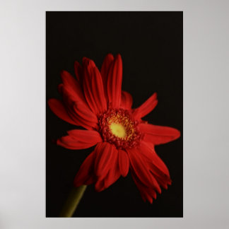 Póster Red Daisy {Macro} Poster