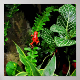 Póster Red Dart Frog CB